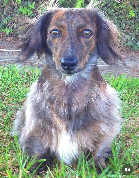 Lap of Love Veterinary Hospice Ventura,
California Testimonial for Dr. Donnalee Dorman
by Skip undefined