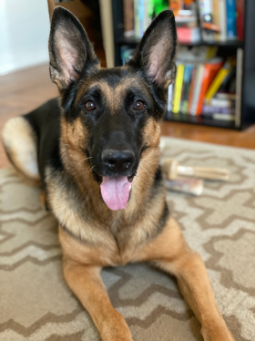 Lap of Love Veterinary Hospice Philadelphia,
Pennsylvania Testimonial for Dr. Adam Link
by Josh & Anya undefined