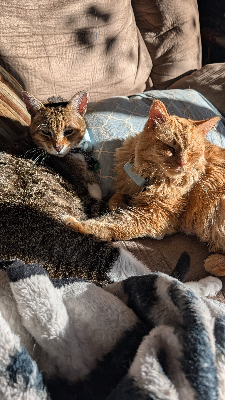 Lap of Love Veterinary Hospice Fort Collins,
Colorado Testimonial for Dr. Kristine Peters
by COURTNEY undefined