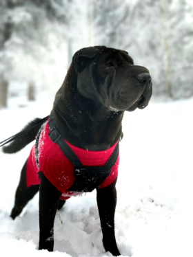 Lap of Love Veterinary Hospice Houston,
Texas Testimonial for Dr. Kassie Martinez