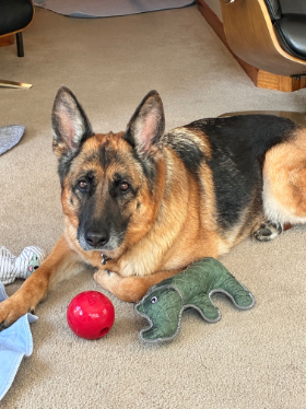 Lap of Love Veterinary Hospice Ypsilanti ,
Michigan Testimonial for Dr. Emily Plock
by Karen undefined