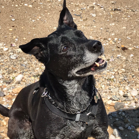 Lap of Love Veterinary Hospice Nesconset,
New York Testimonial for Dr. Brian Greene
by Kathleen undefined