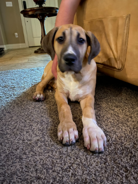 Lap of Love Veterinary Hospice Choctaw,
Oklahoma Testimonial for Dr. Angela Dwyer
by Kurt, Yoli, Micah & Jesse undefined