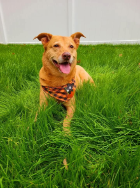 Lap of Love Veterinary Hospice Manchester,
New Hampshire Testimonial for Dr. Casey Hart
by Laurene undefined