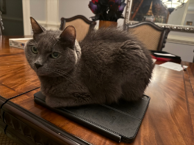 Lap of Love Veterinary Hospice Duluth,
Georgia Testimonial for Dr. Selena Taylor
by Marcy undefined