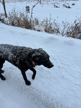 Lap of Love Veterinary Hospice Mars,
Pennsylvania Testimonial for Dr. Tori Geroski
by Jacqueline undefined