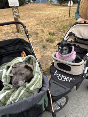 Lap of Love Veterinary Hospice Rocklin,
California Testimonial for Dr. Sam Counts
by Antonetta undefined