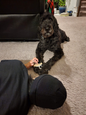 Lap of Love Veterinary Hospice Frisco,
Texas Testimonial for Dr. Jessica Bollinger
by Ella undefined