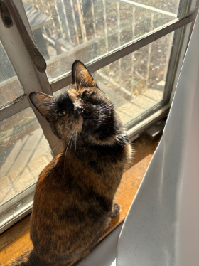 Lap of Love Veterinary Hospice Tulsa,
Oklahoma Testimonial for Dr. Rhiannon Gonzalez
by Mckenzie undefined