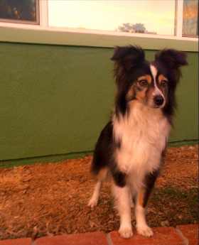 Lap of Love Veterinary Hospice Ventura,
California Testimonial for Dr. Morgan Weintraub
by Cuba undefined