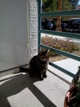 Lap of Love Veterinary Hospice Dublin,
California Testimonial for Dr. Lauren Quirino
by Arlene undefined