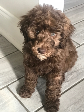 Lap of Love Veterinary Hospice Springboro , 
		Ohio Testimonial for Dr. Briana Hartigan 
		by Angel  undefined