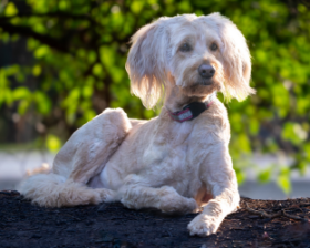 Lap of Love Veterinary Hospice Mequon, 
		Wisconsin Testimonial for Dr. Beth Lambie 
		by Pam undefined