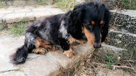 Lap of Love Veterinary Hospice Kearney ,
Missouri Testimonial for Dr. Linda Faris
by Kelsey undefined