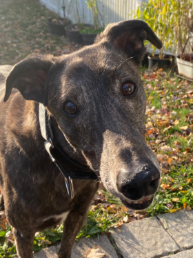 Lap of Love Veterinary Hospice Manchester,
Pennsylvania Testimonial for Dr. Nikki Lynch
by Kimberly undefined