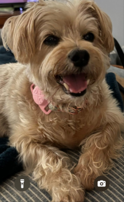 Lap of Love Veterinary Hospice High Point ,
North Carolina Testimonial for Dr. Maggie Daves
by Art & MaryAnn undefined