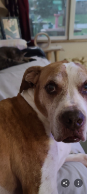 Lap of Love Veterinary Hospice Melbourne,
Florida Testimonial for Dr. Juliana Cafiero
by Gerri undefined