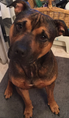 Lap of Love Veterinary Hospice Haverhill,
Massachusetts Testimonial for Dr. Kari Grambow
by Lynn undefined