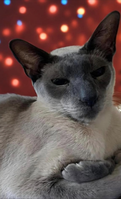 Lap of Love Veterinary Hospice South Setauket ,
New York Testimonial for Dr. Heather Manfredi-Lipton
by Patricia undefined