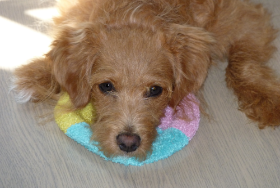 Lap of Love Veterinary Hospice Warrior,
Alabama Testimonial for Dr. Elizabeth Myrick
by Haley undefined