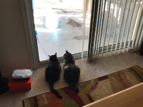 Lap of Love Veterinary Hospice Tucson,
Arizona Testimonial for Dr. Bri Arias
by Lois undefined