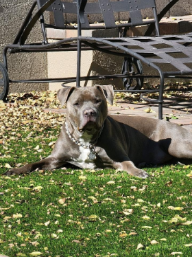 Lap of Love Veterinary Hospice Gilbert,
Arizona Testimonial for Dr. Lexi Harvey
by Alex undefined