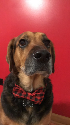 Lap of Love Veterinary Hospice Chicago,
Illinois Testimonial for Dr. Michelle Waltenburg
by Alexis undefined