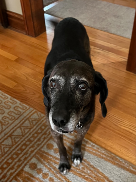 Lap of Love Veterinary Hospice Elmhurst, 
		Illinois Testimonial for Dr. Miranda Shaw 
		by Judi undefined