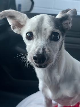 Lap of Love Veterinary Hospice Albuquerque ,
New Mexico Testimonial for Dr. Dana Powers