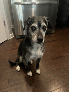 Lap of Love Veterinary Hospice Fort Mill,
South Carolina Testimonial for Dr. Dane Buenten
by Nathan undefined