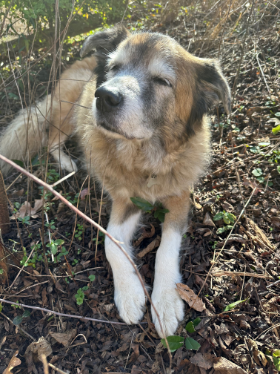 Lap of Love Veterinary Hospice Decatur,
Georgia Testimonial for Dr. Isabella Sullivan
by Andrew undefined