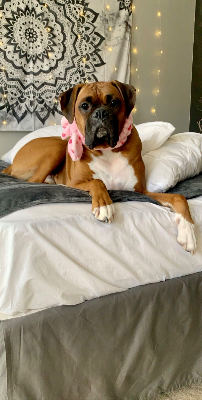 Lap of Love Veterinary Hospice Folly Beach,
South Carolina Testimonial for Dr. Cait Reich
by Laura undefined