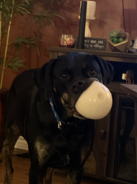 Lap of Love Veterinary Hospice Buffalo, 
		New York Testimonial for Dr. Michelle Yoshida 
		by Lila undefined