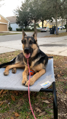 Lap of Love Veterinary Hospice Hialeah,
Florida Testimonial for Dr. Gloria Macias
by JanMark undefined