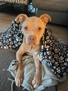 Lap of Love Veterinary Hospice Rockland,
Massachusetts Testimonial for Dr. Jessica Hoffman
by Kristen undefined