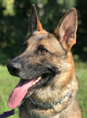 Lap of Love Veterinary Hospice Mt Juliet,
Tennessee Testimonial for Dr. Nora Sloan
by Phillip undefined