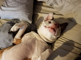 Lap of Love Veterinary Hospice Ann Arbor ,
Michigan Testimonial for Dr. Courtney Cutright
by Amber undefined