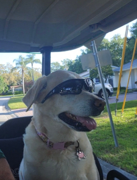 Lap of Love Veterinary Hospice Dunedin ,
Florida Testimonial for Dr. Stephanie Finley
by Kit undefined