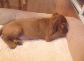 Lap of Love Veterinary Hospice BROCKTON,
Massachusetts Testimonial for Dr. Kelsea Medeiros
by Malgorzata and Satish undefined