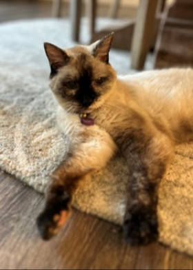 Lap of Love Veterinary Hospice Carmel,
Indiana Testimonial for Dr. Melanie Jereb
by Sandy and Barry undefined