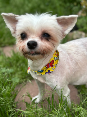 Lap of Love Veterinary Hospice Fountain ,
Colorado Testimonial for Dr. Christina Kellogg
by Alyssa undefined