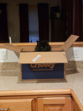 Lap of Love Veterinary Hospice Dousman ,
Wisconsin Testimonial for Dr. Jane Matheys