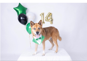 Lap of Love Veterinary Hospice Pasadena,
Texas Testimonial for Dr. Kassie Martinez