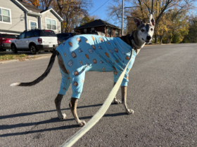 Lap of Love Veterinary Hospice Kansas City,
Missouri Testimonial for Dr. June Wiley
by Madeleine undefined