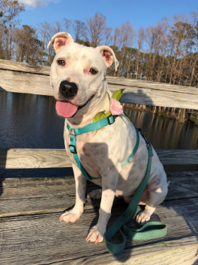 Lap of Love Veterinary Hospice Durham,
North Carolina Testimonial for Dr. Kristen Niemann
by Cole undefined