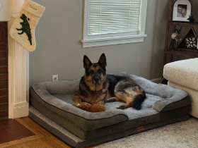 Lap of Love Veterinary Hospice Rochester ,
New York Testimonial for Dr. Lauri Crimmins
by Lauren undefined