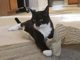 Lap of Love Veterinary Hospice RALEIGH,
North Carolina Testimonial for Dr. Olivia Ross
by Karen & Ed undefined