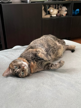 Lap of Love Veterinary Hospice Orlando,
Florida Testimonial for Dr. Sabrina Daniels
by Melodie undefined