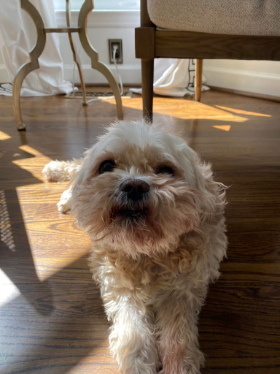 Lap of Love Veterinary Hospice Lewisville, 
		North Carolina Testimonial for Dr. Kate Reynolds 
		by Erin undefined