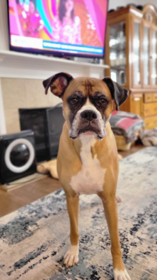 Lap of Love Veterinary Hospice COLUMBIA,
South Carolina Testimonial for Dr. Anna Ogburn
by Judd undefined